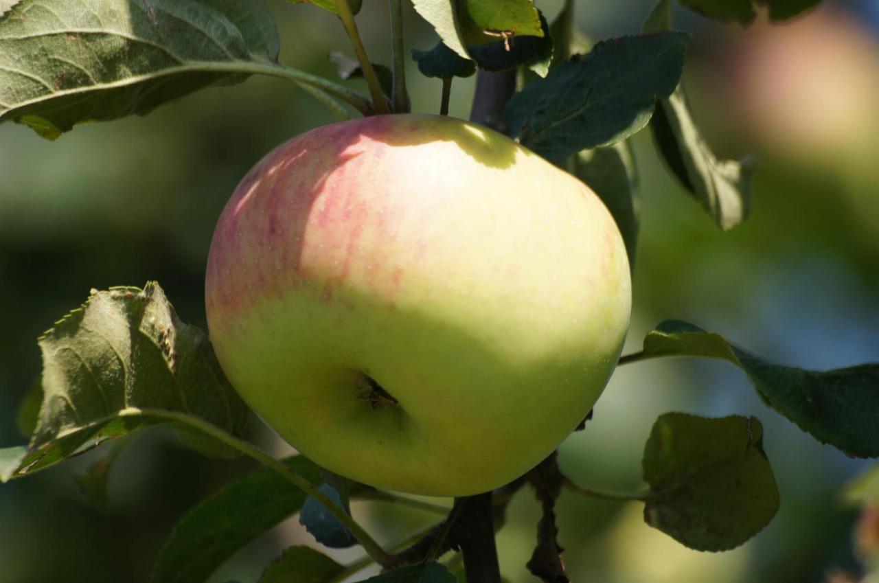 Im Obstgarten Apartment *