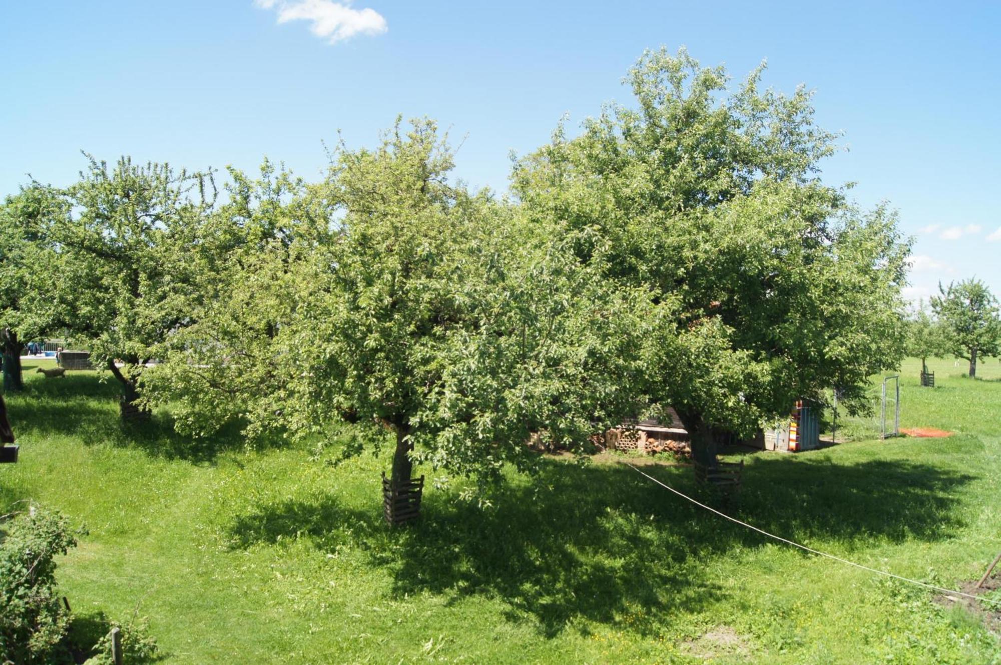 Apartment Im Obstgarten
